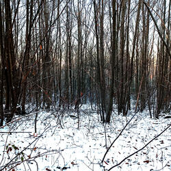 When the Snow Falls