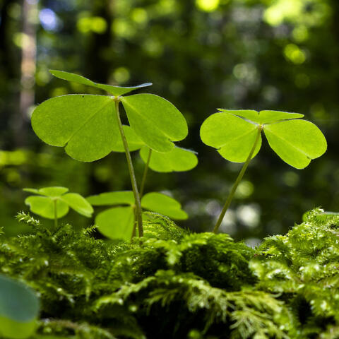 If You'd Like to Be More Irish