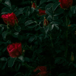 Longing for Love