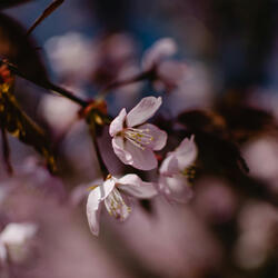 Spring Blossoms
