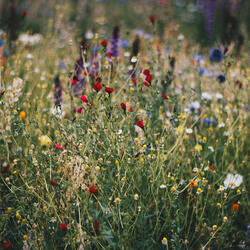Wild Meadow Flowers