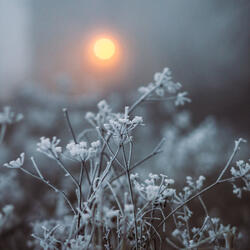 The Awakening of Nature