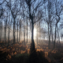 Into the Light