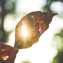 Touching the Light