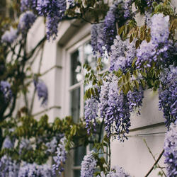 House of Joy