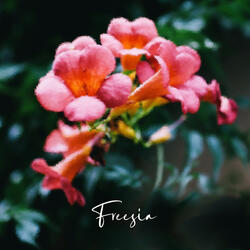 Freesia