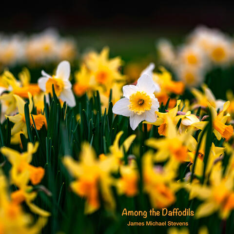Among the Daffodils