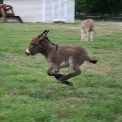 grass getting greener