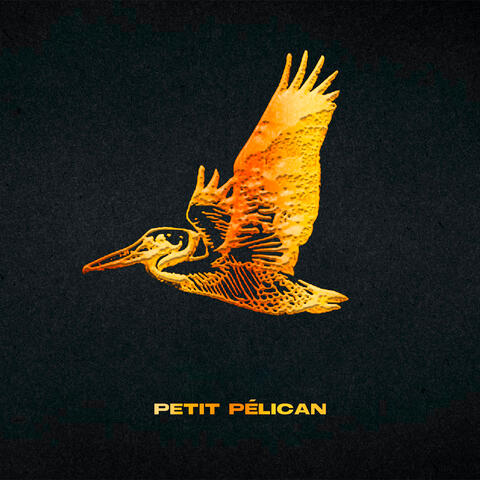Petit Pélican