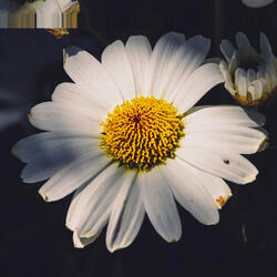 Joe Fusco