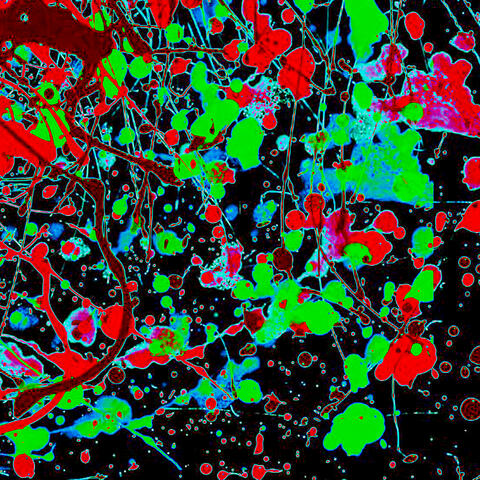 Color Vision
