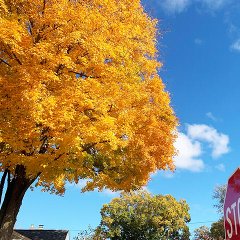 Golden Leaves