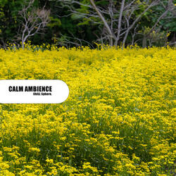 Calm Ambience