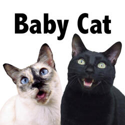 Baby Cat