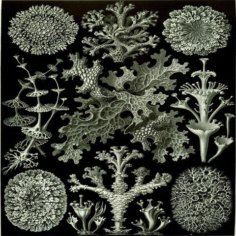Symbiotic Society
