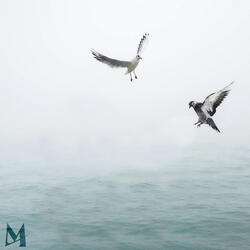 Birds of a Feather (Acoustic)