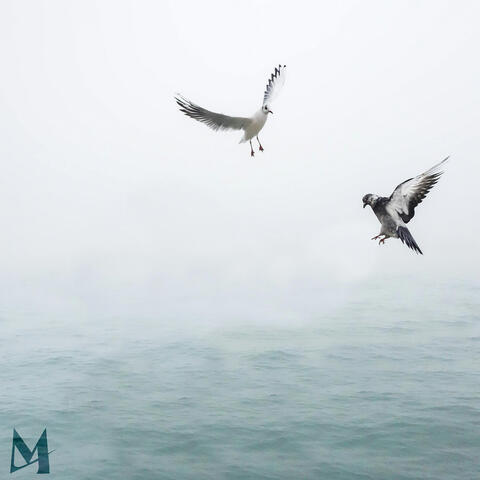 Birds of a Feather (Acoustic)