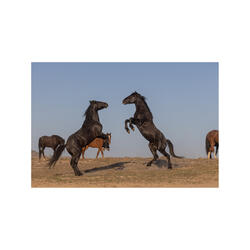 Imstallion