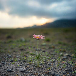 Sorrow, Soft as Rain (Improvisation VII)