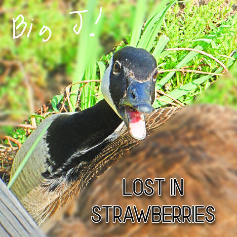 Lost in Strawberries