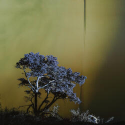 Reverie in Fog