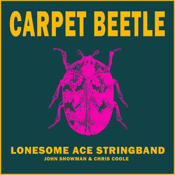 Carpet Beetle