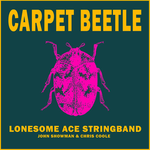 Carpet Beetle