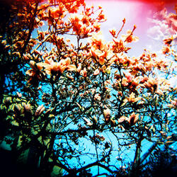 Sensory Bloom
