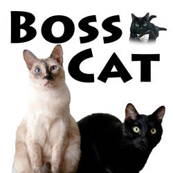 What Does the Cat Say?