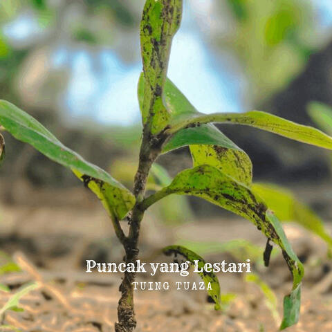 Puncak Yang Lestari