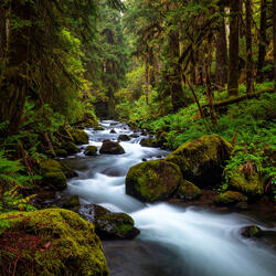 Streamside Sounds for Sleep