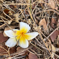 Je Rate Mor Duar Guli