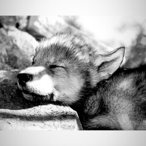My Little Wolf