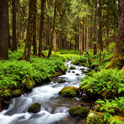 Gentle Flowing Stream