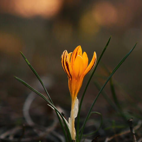 Saffron