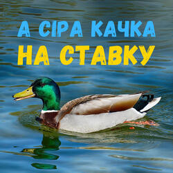 А сіра качка на ставку