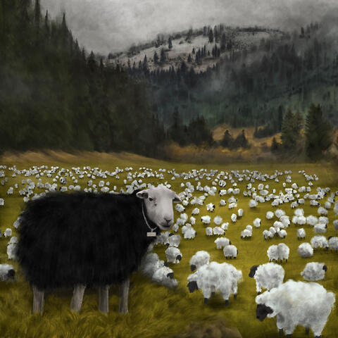 Black Sheep