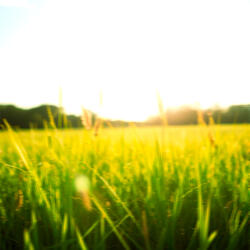 Flaring Summer (Sped Up)