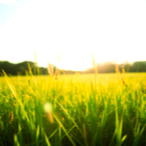 Flaring Summer