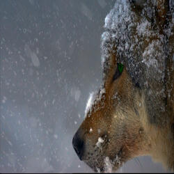 Winter Is Coming