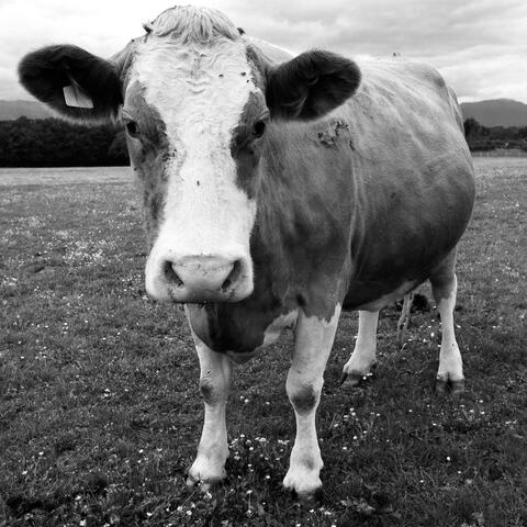 Cow Shit