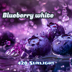Blueberry White
