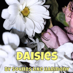 Daisies
