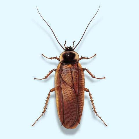 Bugs