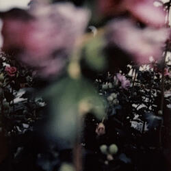 Plastikblumen