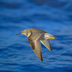 Bound for Eternal Sea