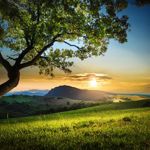 Underneath Tree
