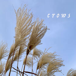 Crows