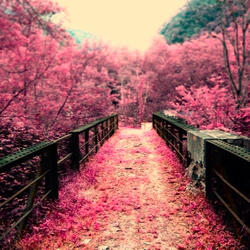 Japanese Cherry Blossoms