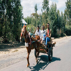 Eritrean Guayla